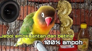 Download lagu PANCINGAN JEBOL EMOSI BIRAHI LOVEBIRD  JANTAN | pancingan jebol emosi birahi love birs betina mp3