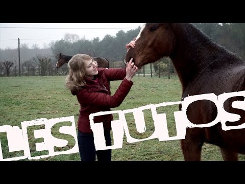 , title : '5 maladies les plus courantes chez les chevaux - Les Tutos, pêche, chasse, nos animaux'