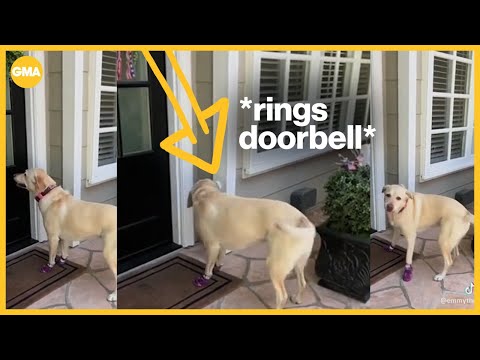 Dynamic dog's daily visits to neighbors 'never gets old'
