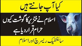 اسلام میں خنزیر کا گوشت کیوں حرام ہے -  Why Pig is Haram in Islam -  Scientific Research