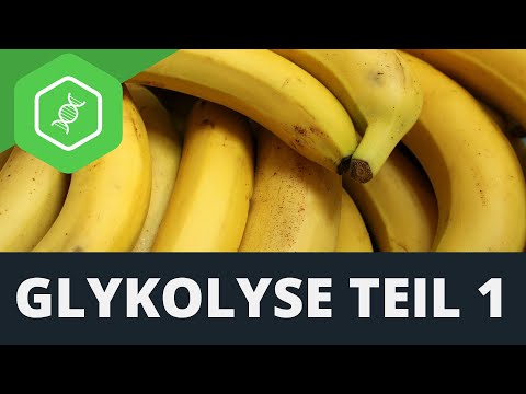 Glykolyse — Teil 1