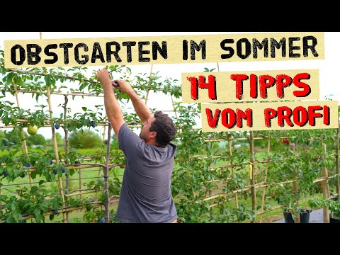 14 Dinge die du im Obstgarten im Sommer erledigen kannst - Baumschulprofi verrät Tipps