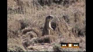 Wyoming Hunting  trailer