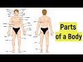 Parts Of The Body In English External Parts Of A Human Body Human Anatomy External Body Parts
