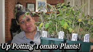 Up Potting BIG Pepper and Tomato Plants Now!
