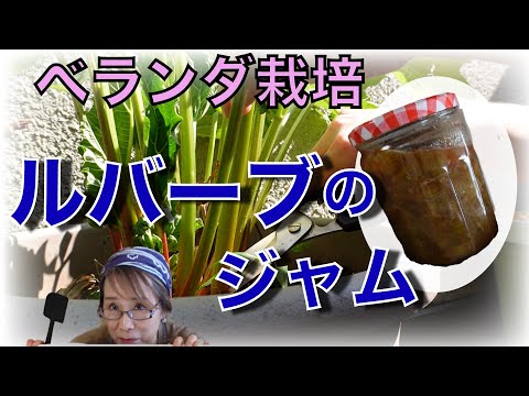 園芸 グンネール、巨大ルバーブ