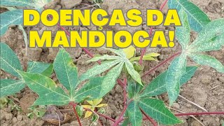 DOENÇAS/PROBLEMAS DA MANDIOCA!