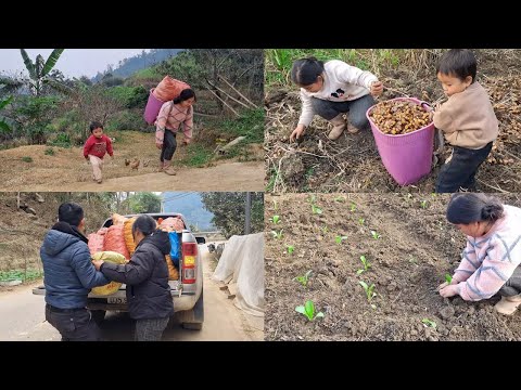 At the End of Year, Harvest Turmeric to Sell, Cut Grass for Goats and Grow Vegetables at Home