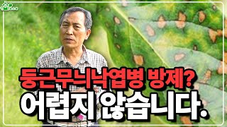 둥근무늬낙엽병 방제 어렵지 않습니다 ㅣ서둘러 방제 하세요 ㅣ1차, 2차 방제