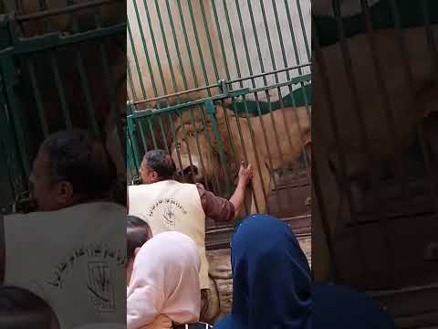 زائير الأسد الاسد مصر حديقه حيوان مصر البيت المصري اكسبلور لايك اشتراك