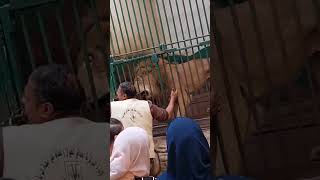 زائير الأسد الاسد مصر حديقه حيوان مصر البيت المصري اكسبلور لايك اشتراك