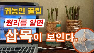 [삽목/접목] 귀농인이 꼭 알아야 할 꿀팁, 삽목의 원리를 알면 답이 보인다.(수정본)