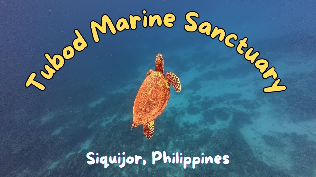 Discover the vibrant marine life at Tubod Marine Sanctuary.