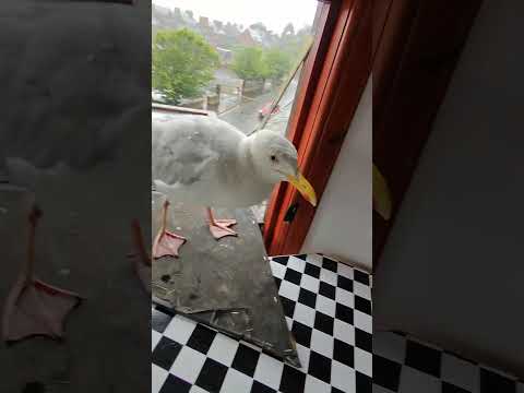 My Pet Seagulls New Battle Scar! 🥹