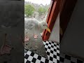 My Pet Seagulls New Battle Scar 🥹