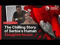 The Chilling Story Of Serbia S Human Slaughterhouse