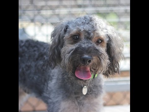 Denver, an adopted Yorkshire Terrier & Poodle Mix in Marietta, GA_image-1