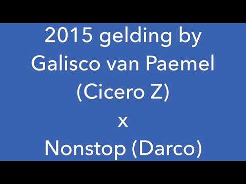 *** SOLD *** 2015 gelding by Galisco van Paemel (Cicero Z) x Nonstop (Darco)