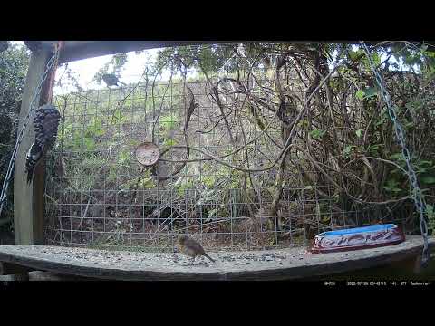 Dads Aviary: 8-483 - A Woodpecker joins Robins, Tits & Chaffies... a Wood Pigeon gazes down