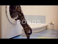 Cute Young Cat Looking Washing Machine