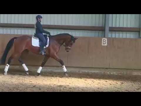 Wallach von Belissimo M x RockForever I