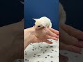 フクロモモンガのYouTubeサムネイル画像