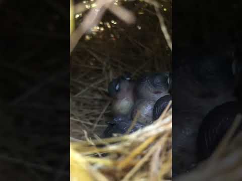 Into the nest of Chestnut Munia Bird #birds #birdsnest #animals