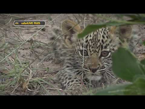 WE introduce you to the royal family of Djuma - Karula, Hosana and Xongile