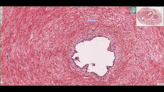Histology of the Ductus Deferens 4K