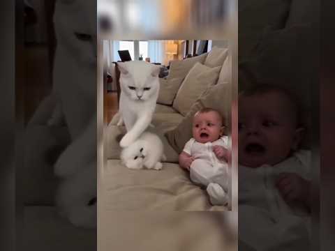 #catsfunnyvideo🥰 #sweetbabyvoice 🥰 #beautifulview #smiley #whatsappstatus#ytshorts #shortsfeed