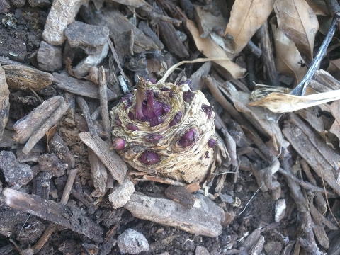 What is Sea Kale? Part 1... An easily propagated perennial vegetable.