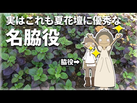  Pennisetum setaceum rubrum – 庭で観賞用の多年草を育てる方法  庭園