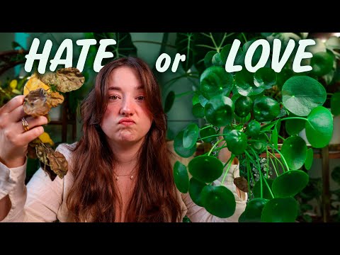My LOVE/HATE relationship with Pilea Peperomioides
