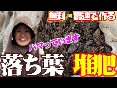 環境に優しい方法で落ち葉を処分する: 最良のヒント トピックス