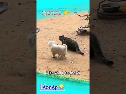 #laonap Lu cảnh giới 🤣