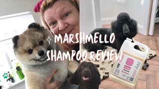 Trying the new Marshmello dog shampoo from REDCAPE | REVIEW | Dog Grooming UK