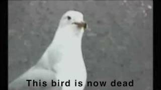 This bird is now dead