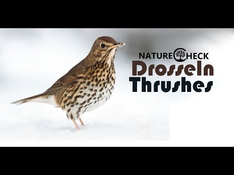 Drosseln - Thrushes