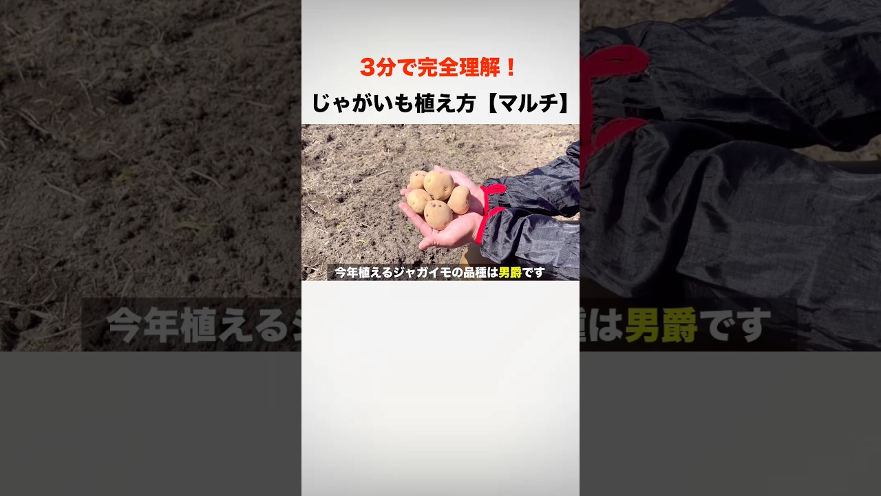 3分で完全攻略！じゃがいもの植え方#shorts #じゃがいも #家庭菜園