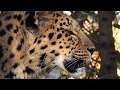 Amurleopard Close Up