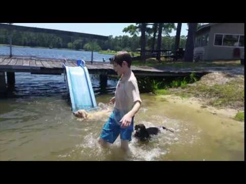 The Best Way to Introduce Lab Puppies to Water