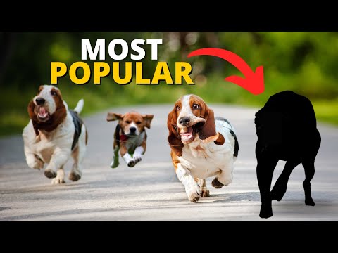 10 Most Popular Hound Dogs in the World