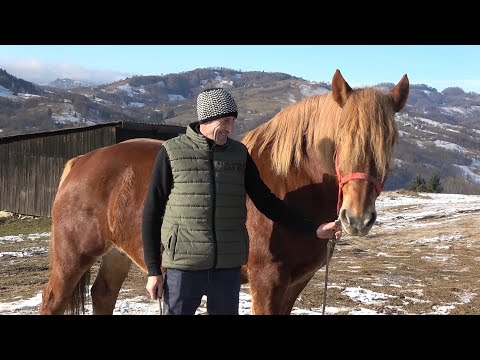 Iepele lui Nicusor de la Abrud, Alba 2020 Nou!