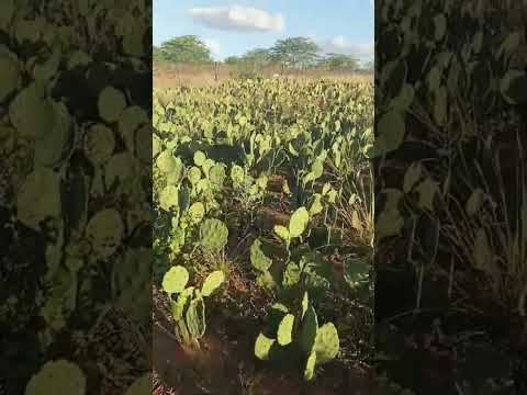 Plantação de Palma Camalaú  Paraíba 