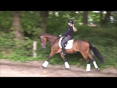 CATALINA  4j. v. Cadeu Noir - Sir Donnerhall VB 15.000,- Euro