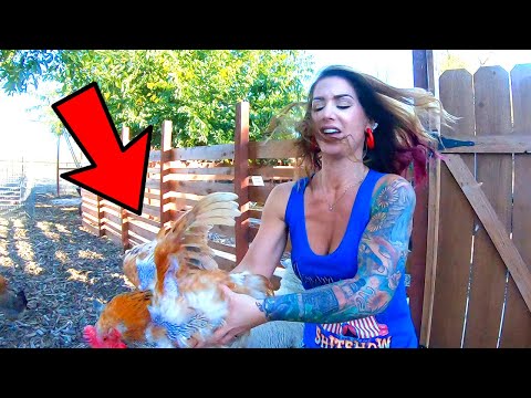 Zombie Chickens???  What Is Wrong With These Birds?