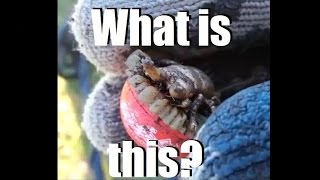 Help me figure out what this mystery item is?! Found while metal detecting.