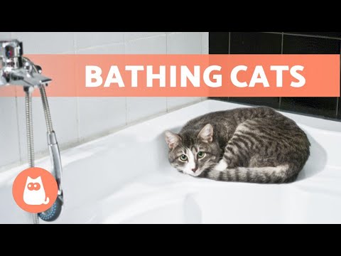 The Importance of Bathing Cats: A Guide to Maintaining Their Hygiene