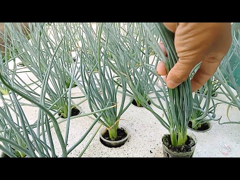 , title : 'How to Propagate or Plant Spring Onion on Water Kratky Method Hydroponic System'