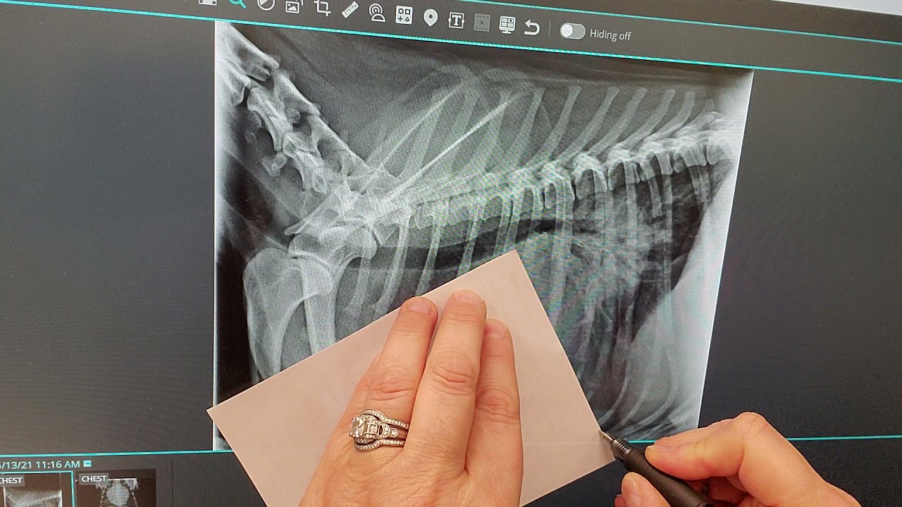 How to do a VHS (vertebral heart score)